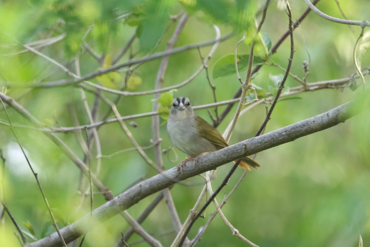 Green-backed Sparrow - ML638113625