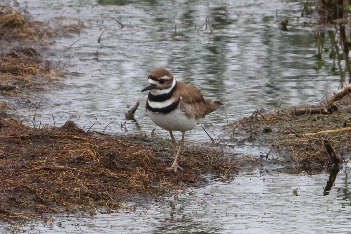 Killdeer - ML638113718