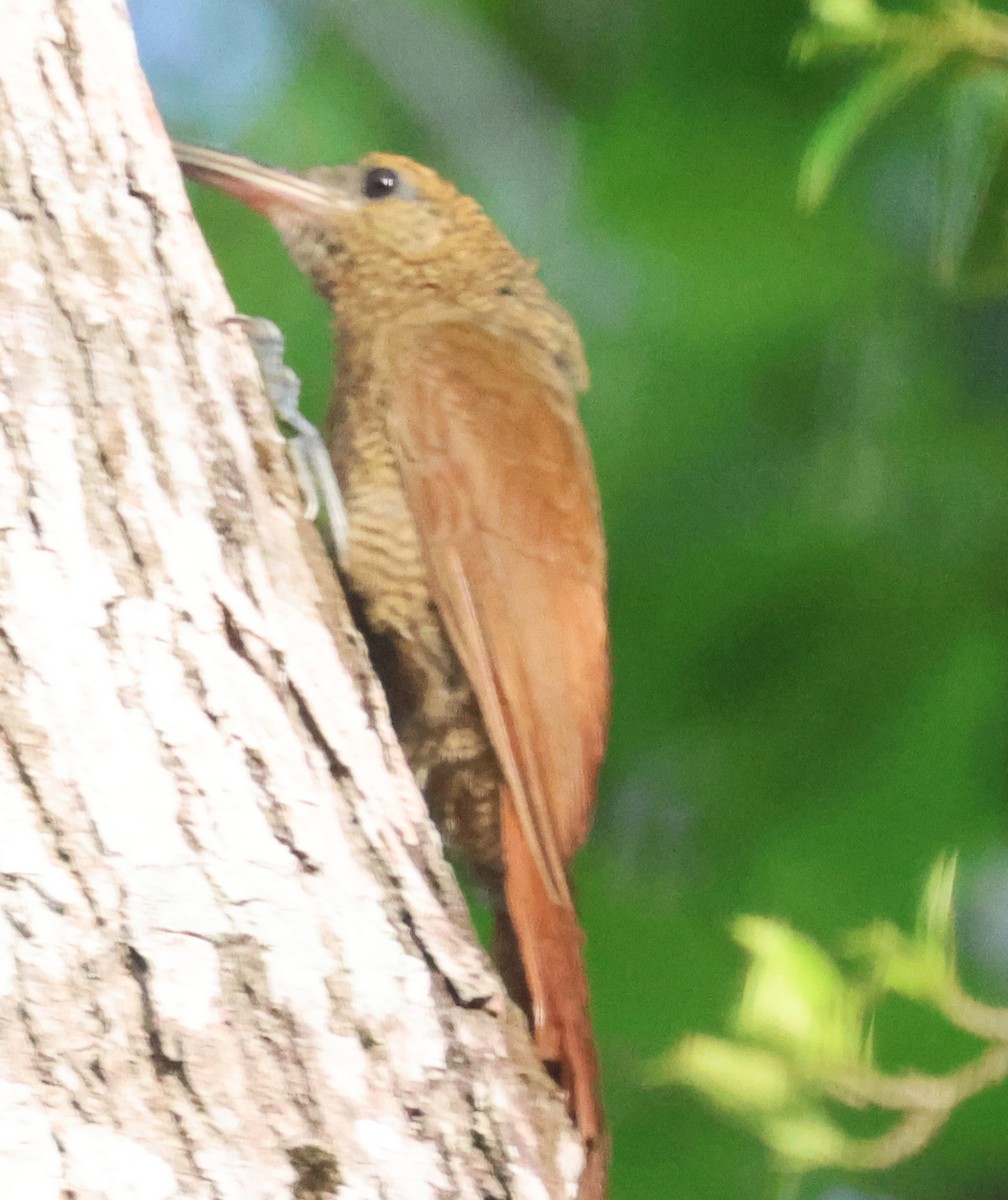 Northern Barred-Woodcreeper - ML638113724