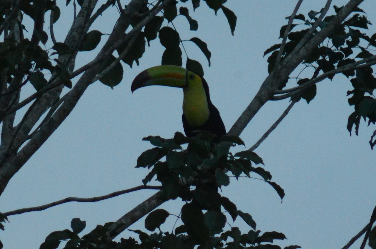 Keel-billed Toucan - ML638113727