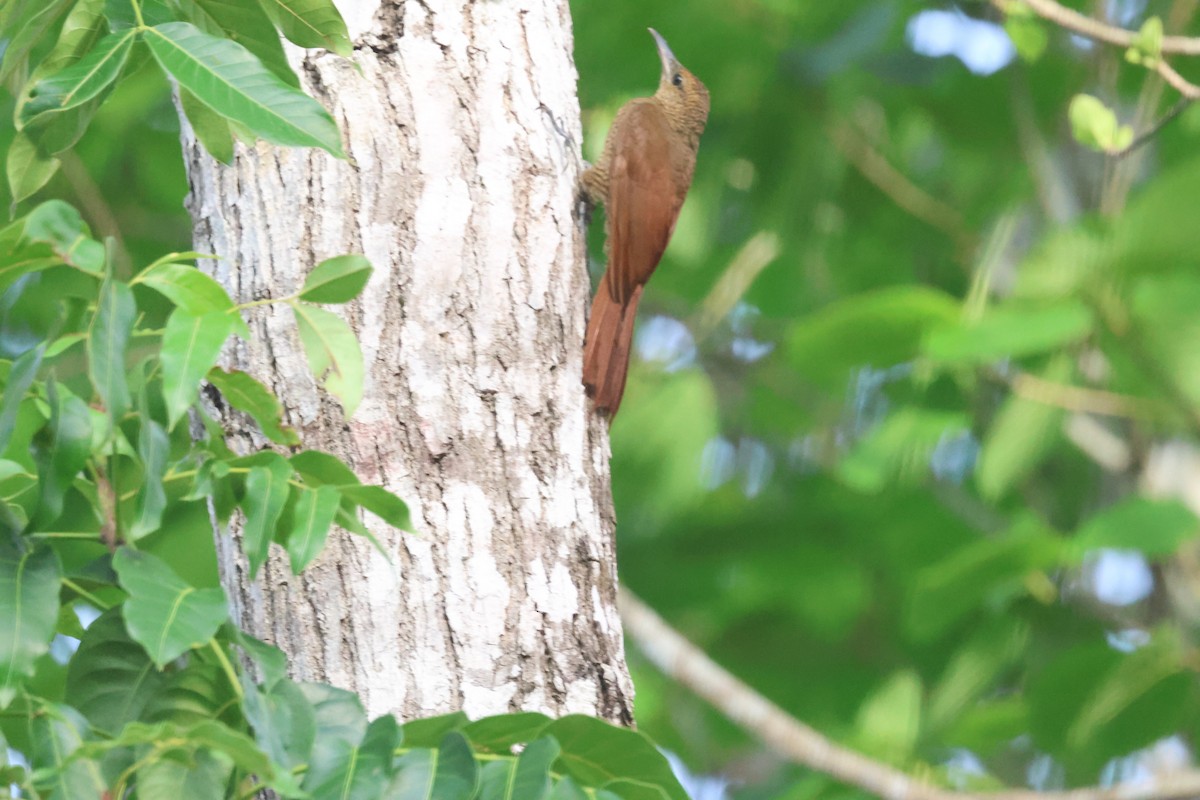 Northern Barred-Woodcreeper - ML638113765