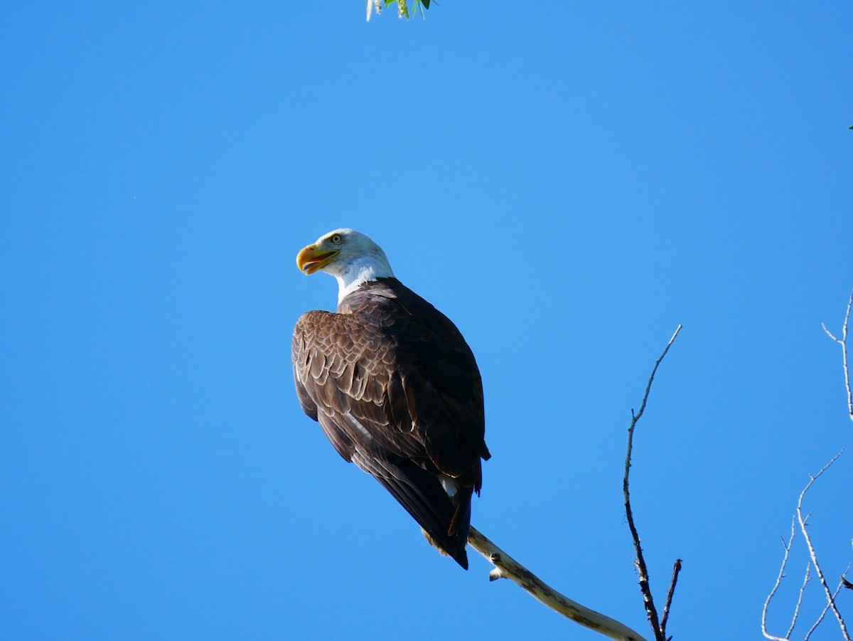 Bald Eagle - ML638113774