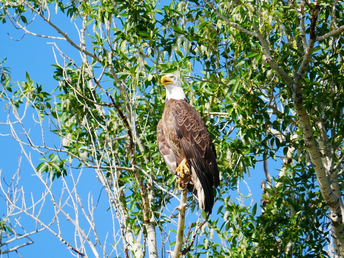 Bald Eagle - ML638113775