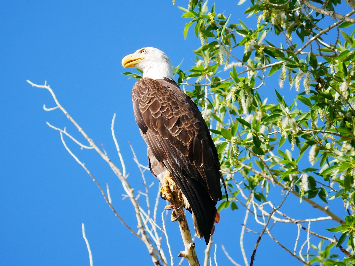 Bald Eagle - ML638113776