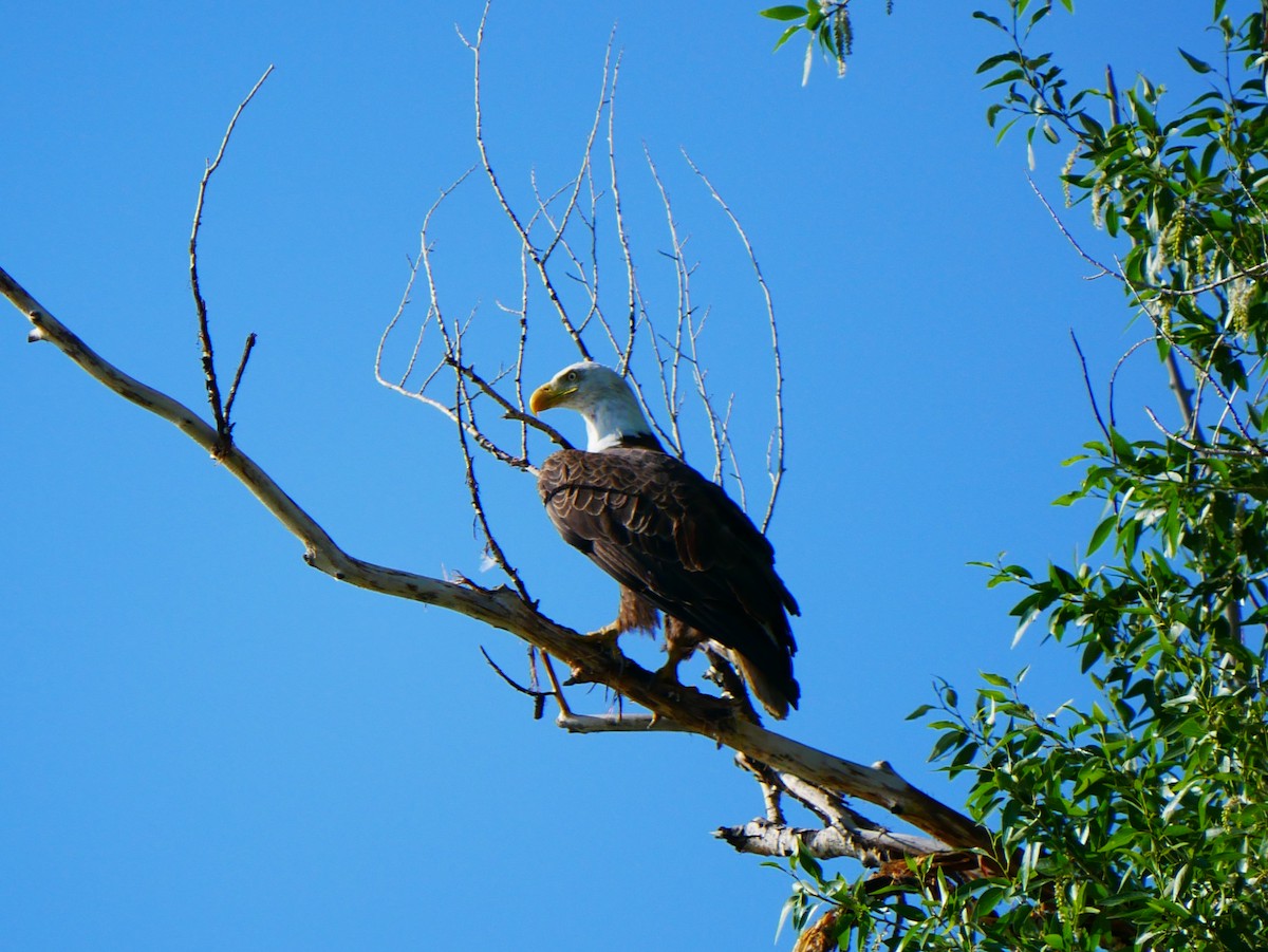 Bald Eagle - ML638113777