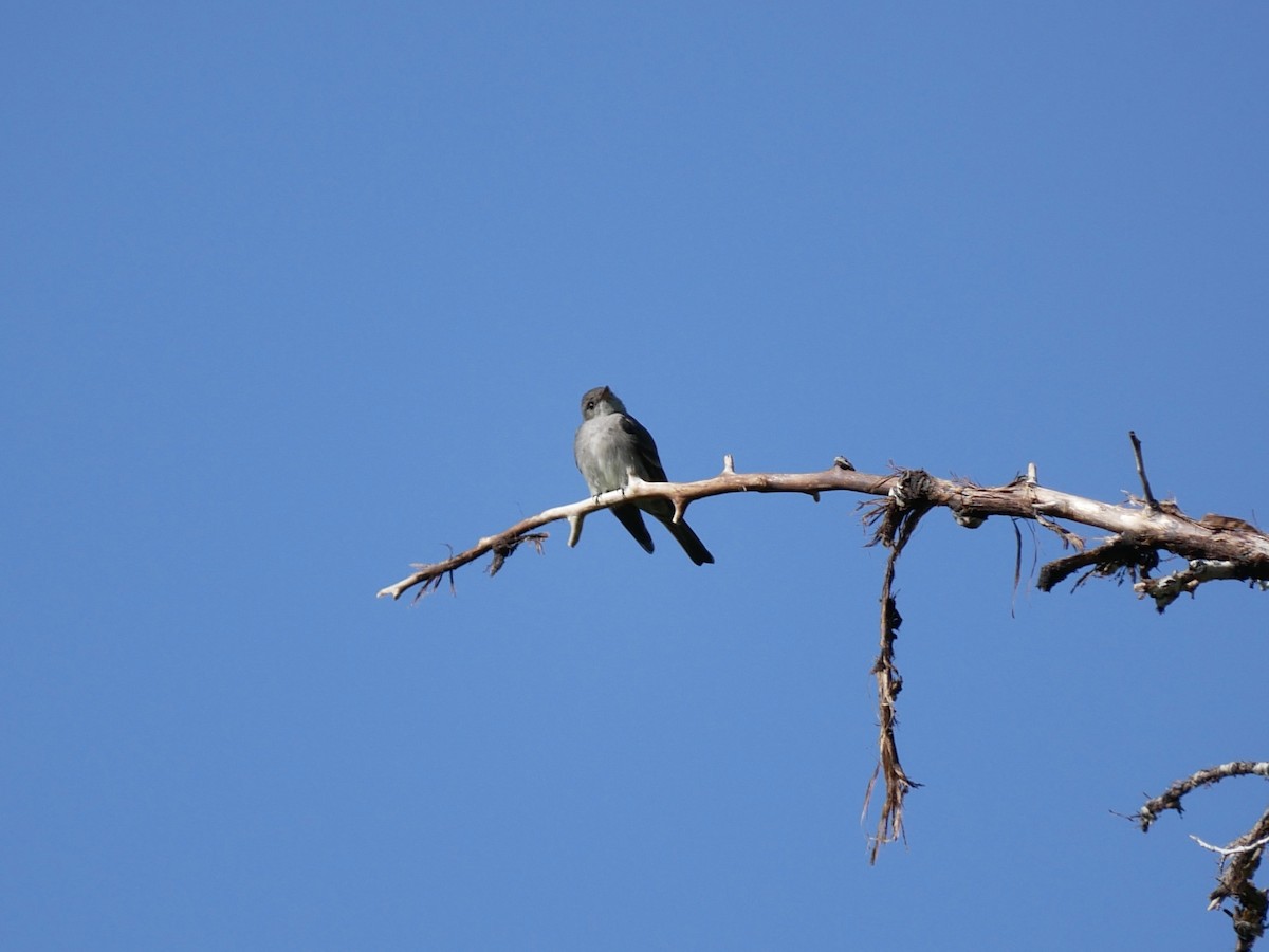Western Wood-Pewee - ML638113786