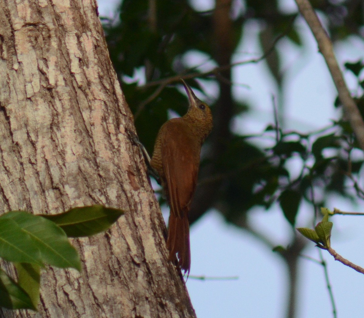 Northern Barred-Woodcreeper - ML638113807