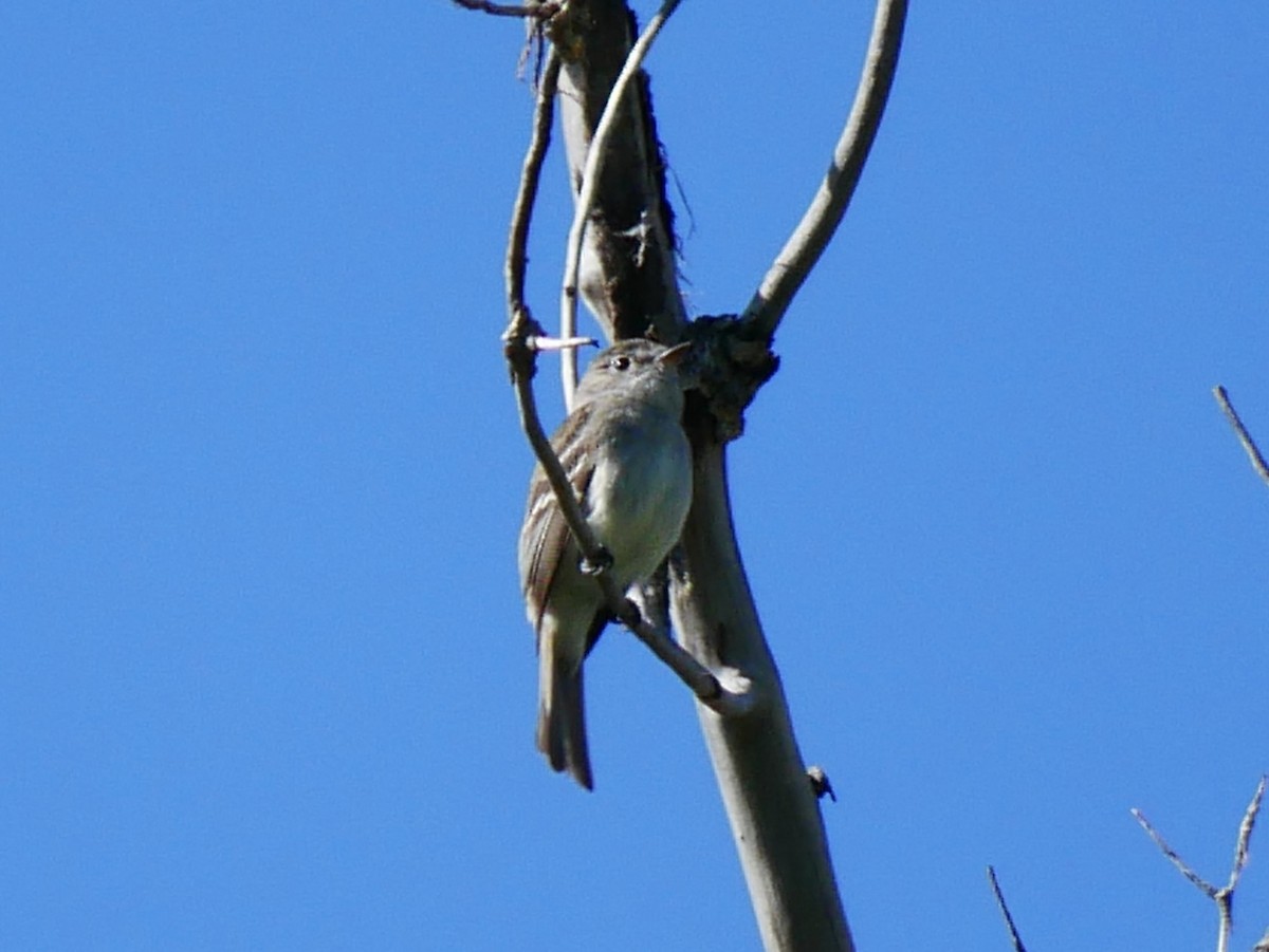 Least Flycatcher - ML638113810