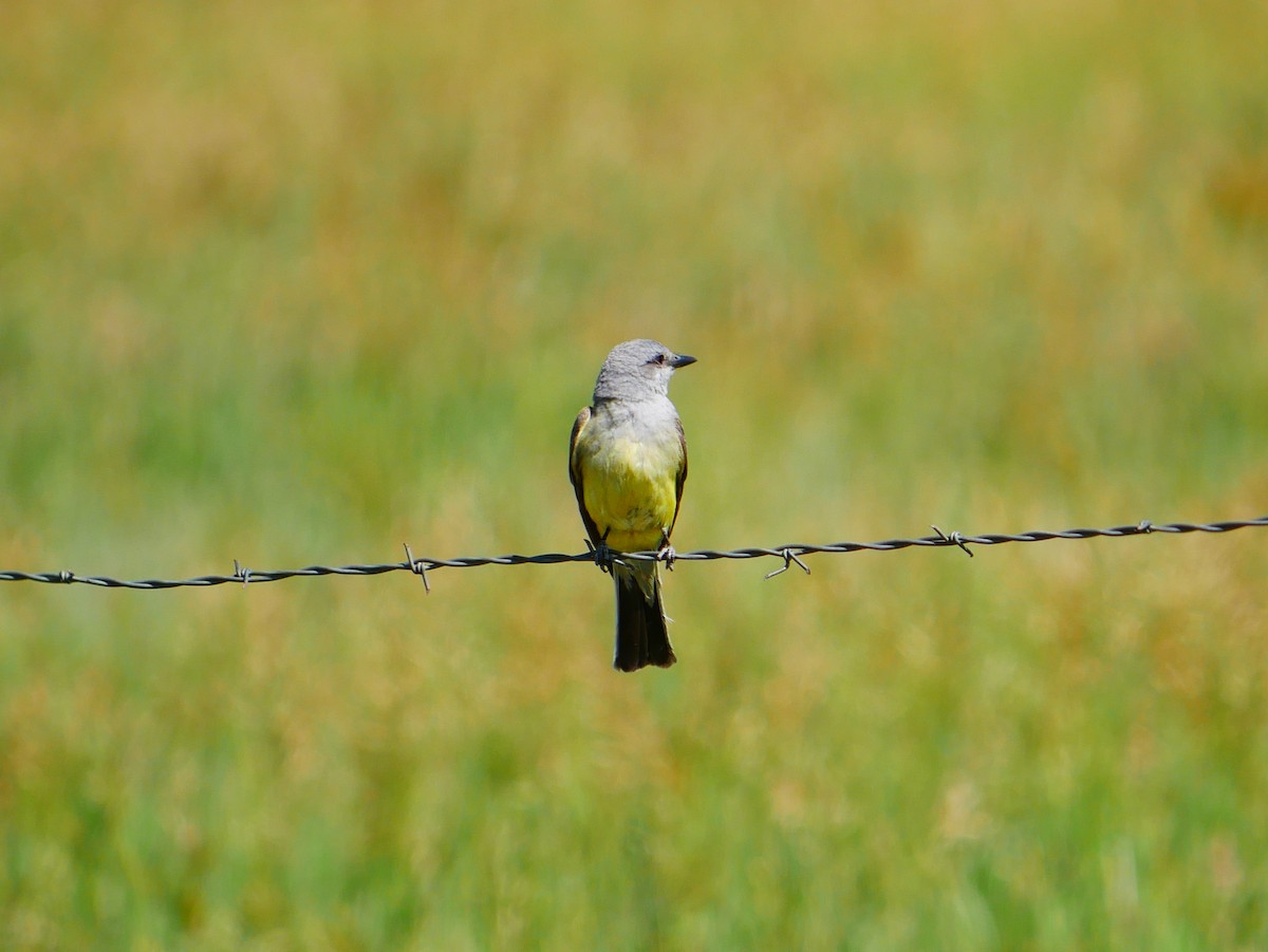 Western Kingbird - ML638113821