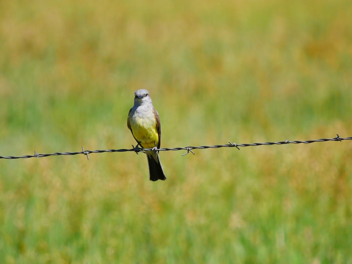 Western Kingbird - ML638113822