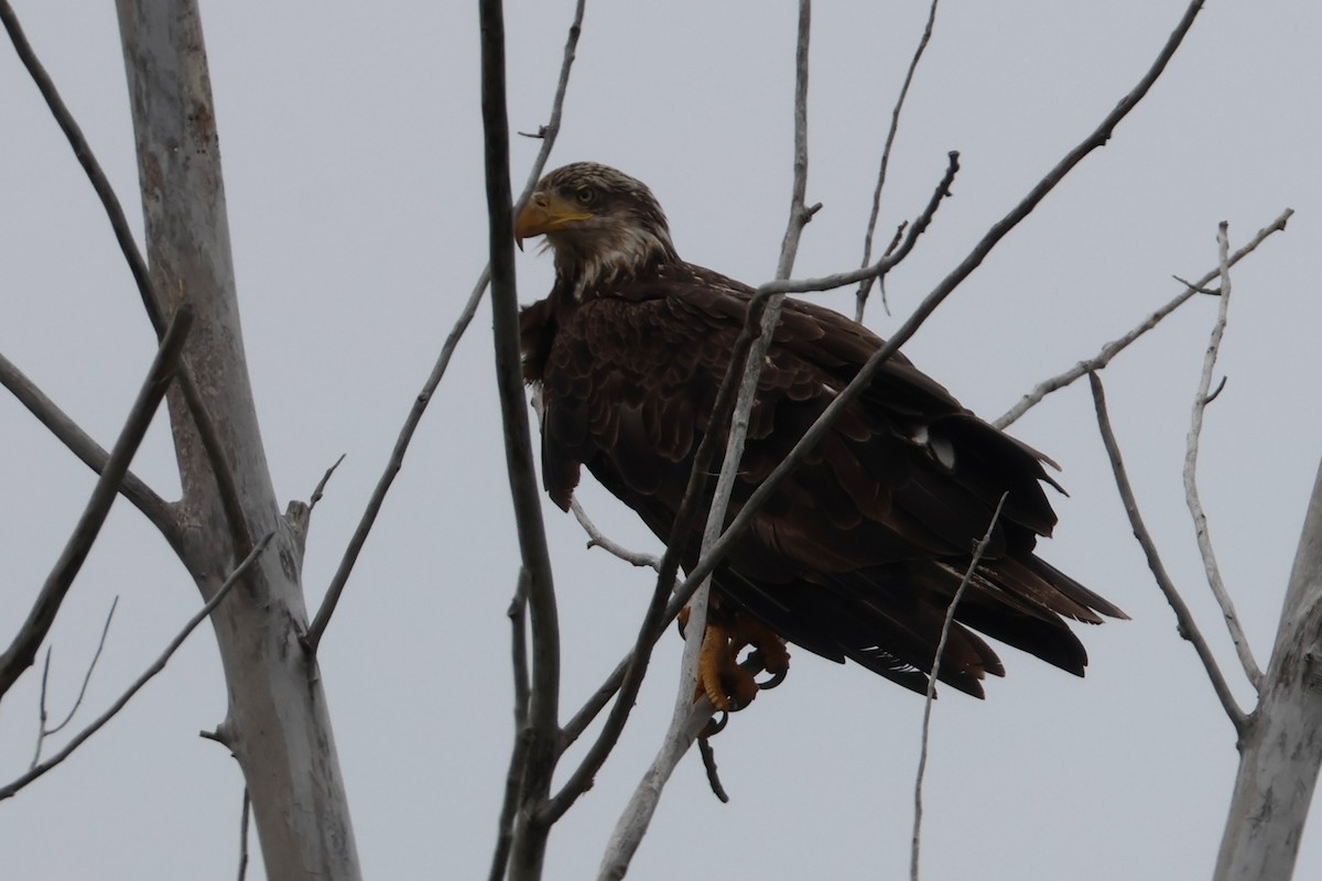 Bald Eagle - ML638113823