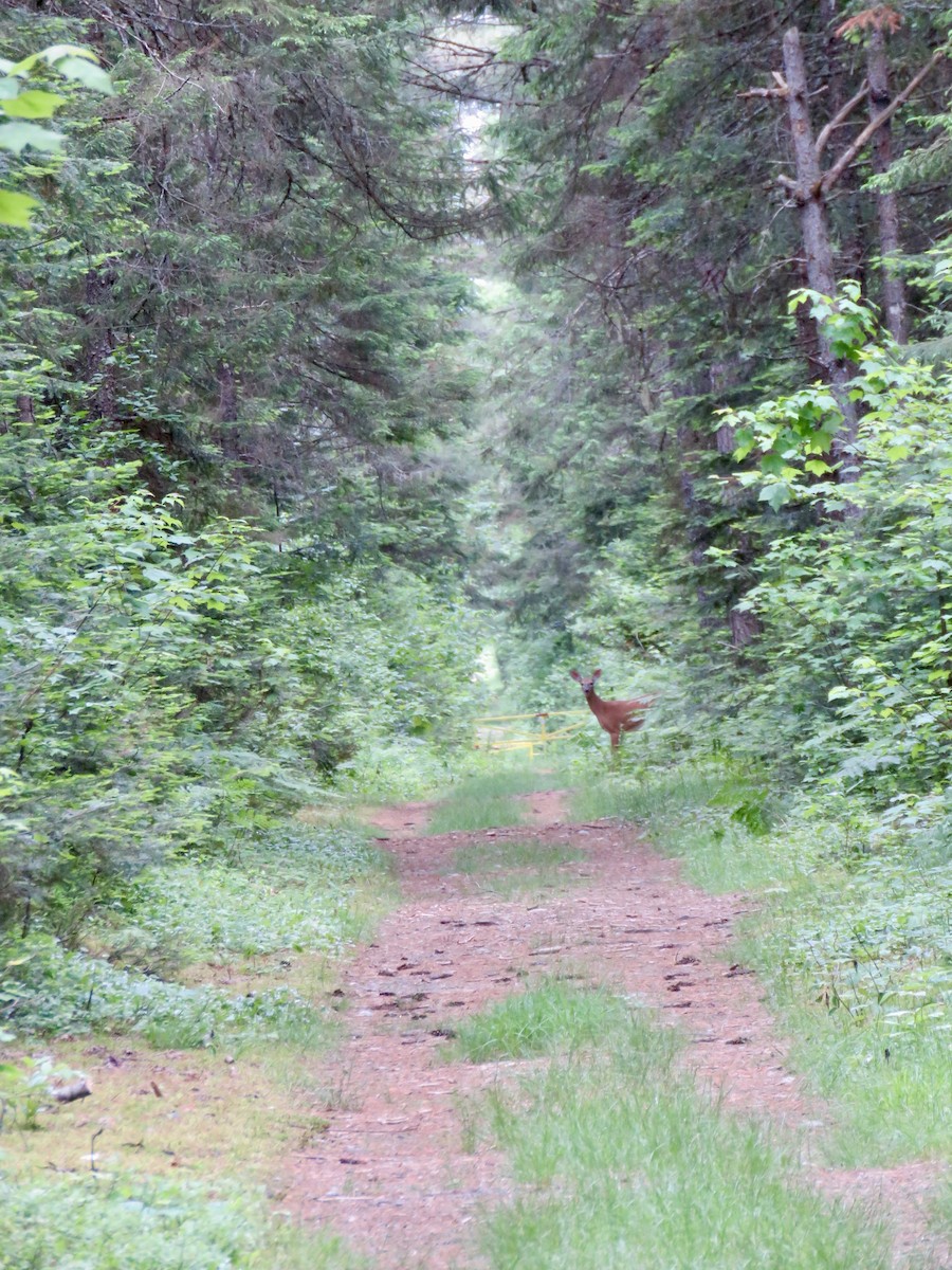 動物界 - ML638113825