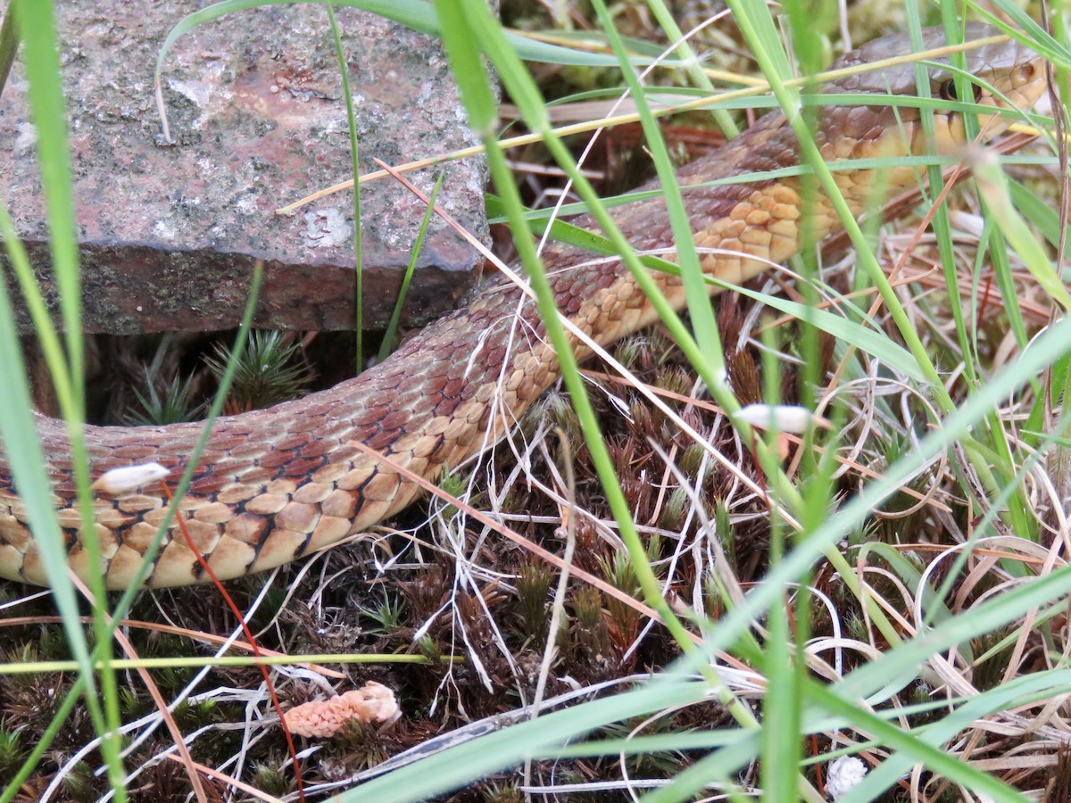 動物界 - ML638113826