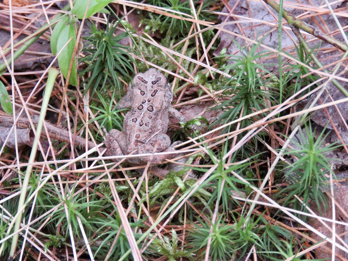 動物界 - ML638113827