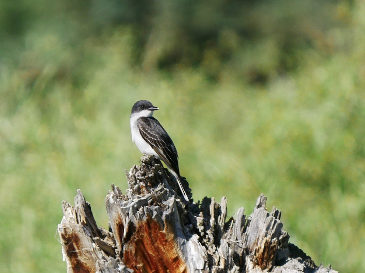 Eastern Kingbird - ML638113830