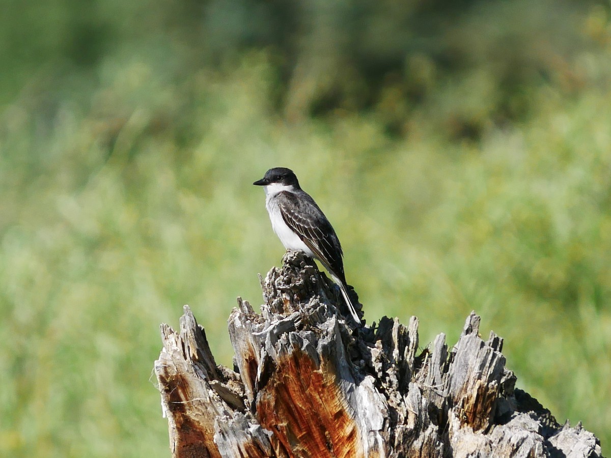 Eastern Kingbird - ML638113831