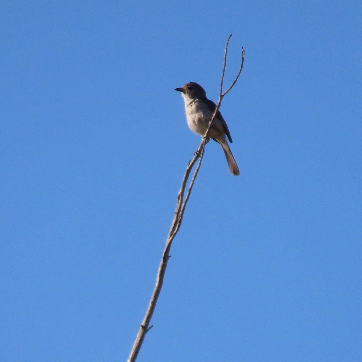 Gray Vireo - ML638113837