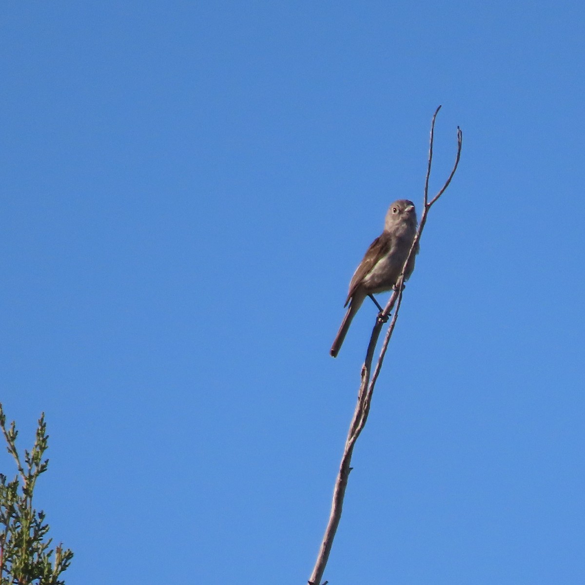 Gray Vireo - ML638113838