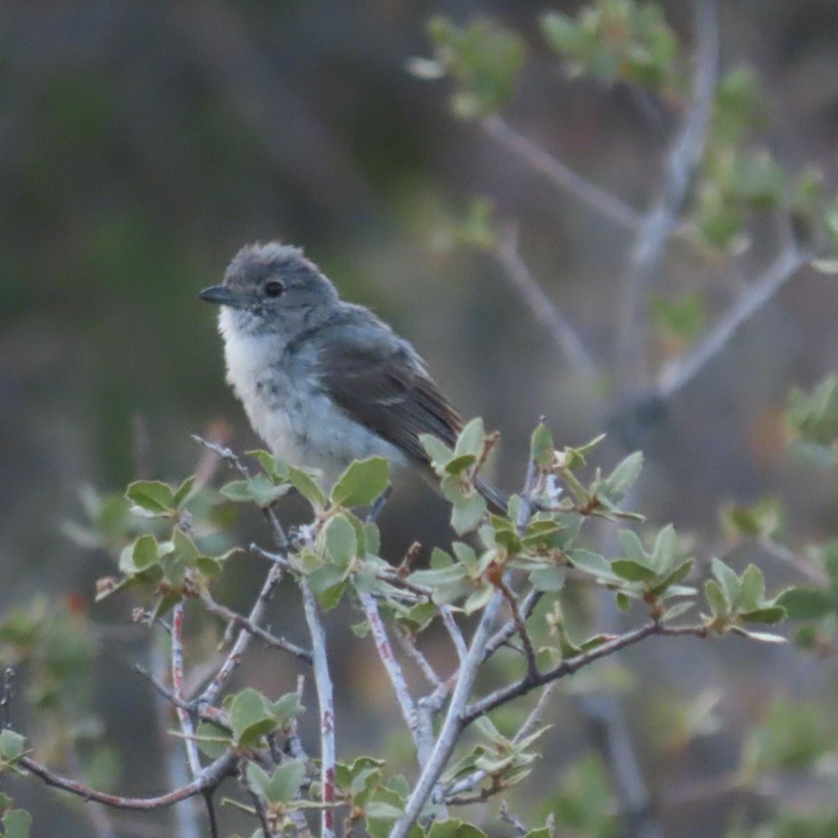 Gray Vireo - ML638113839
