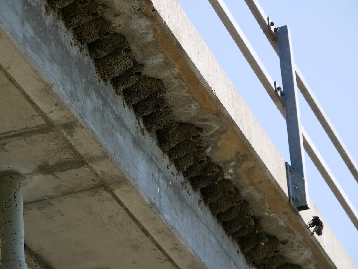 Cliff Swallow - ML638113845