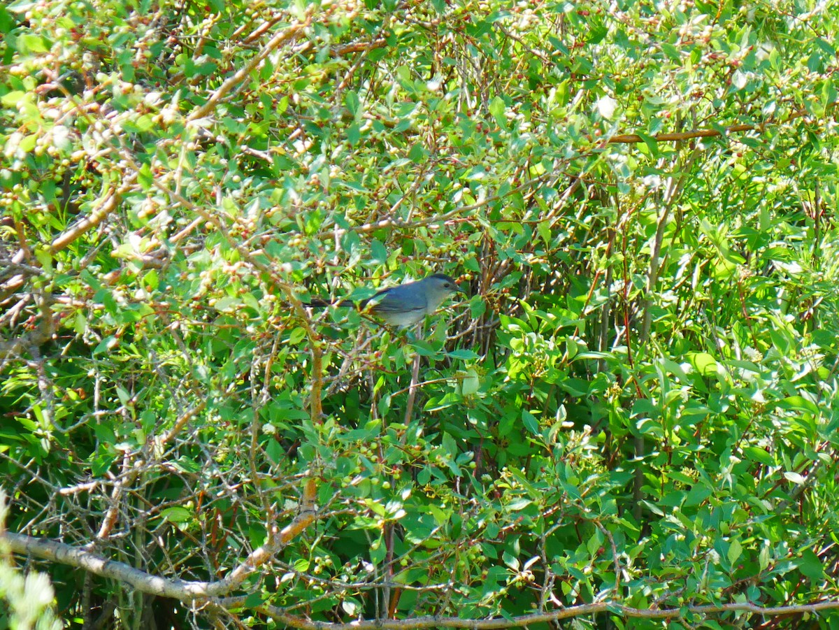 Gray Catbird - ML638113853