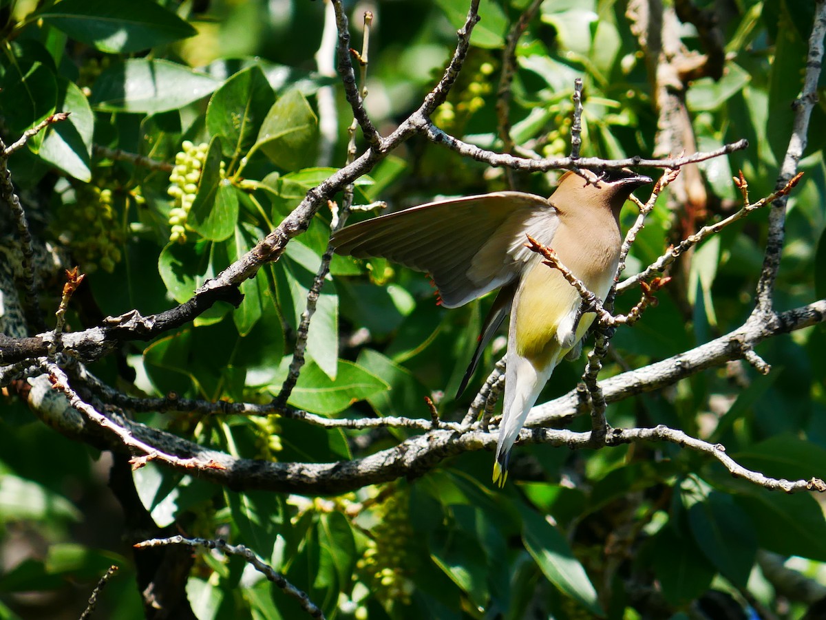 Cedar Waxwing - ML638113859