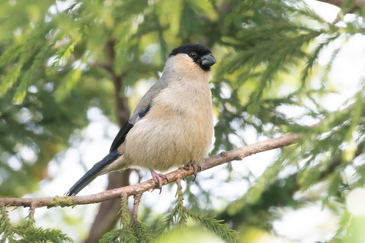Azores Bullfinch - ML638113882