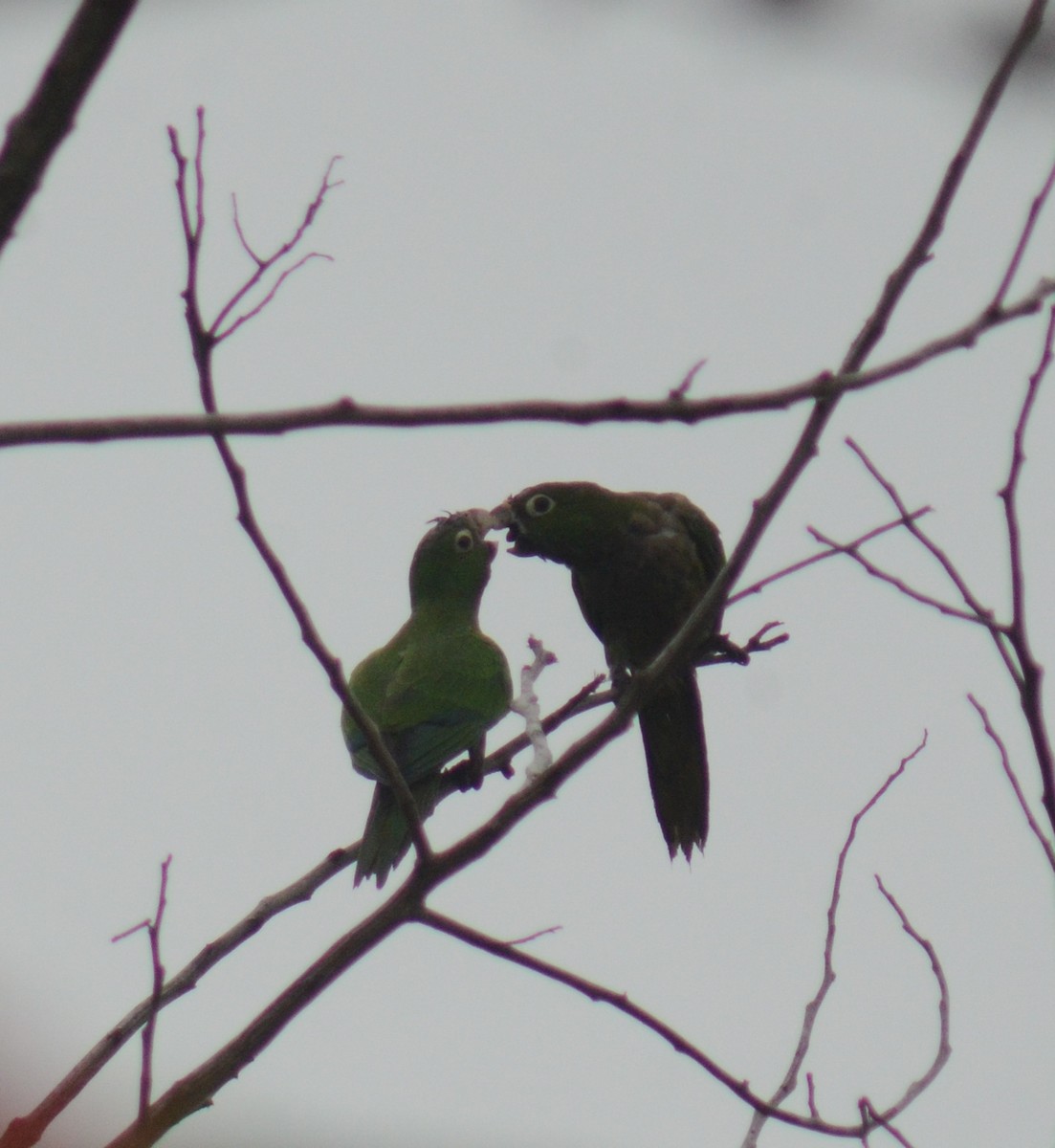Olive-throated Parakeet - ML638113898