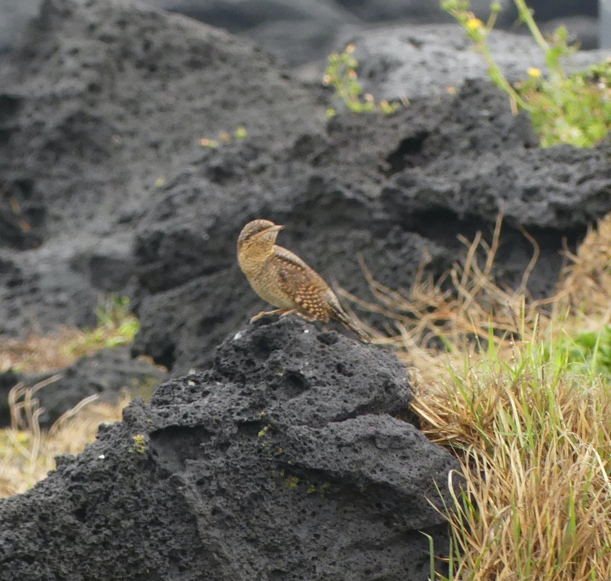 Eurasian Wryneck - ML638113920