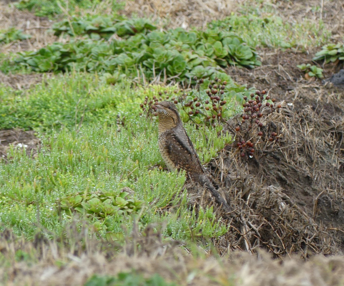 Eurasian Wryneck - ML638113921