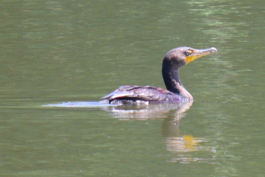 Double-crested Cormorant - ML638113925