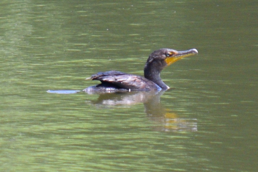 Double-crested Cormorant - ML638113931