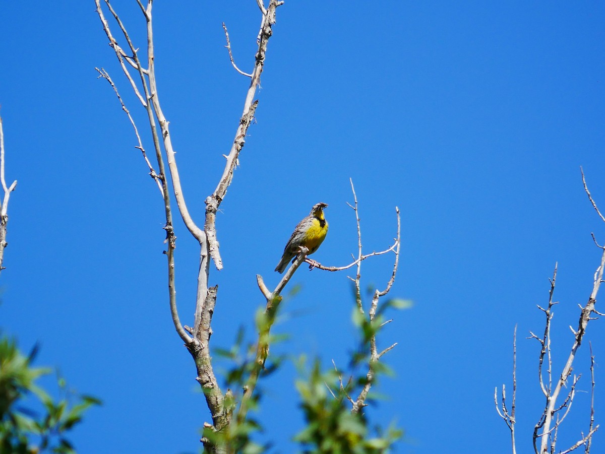 Western Meadowlark - ML638113933