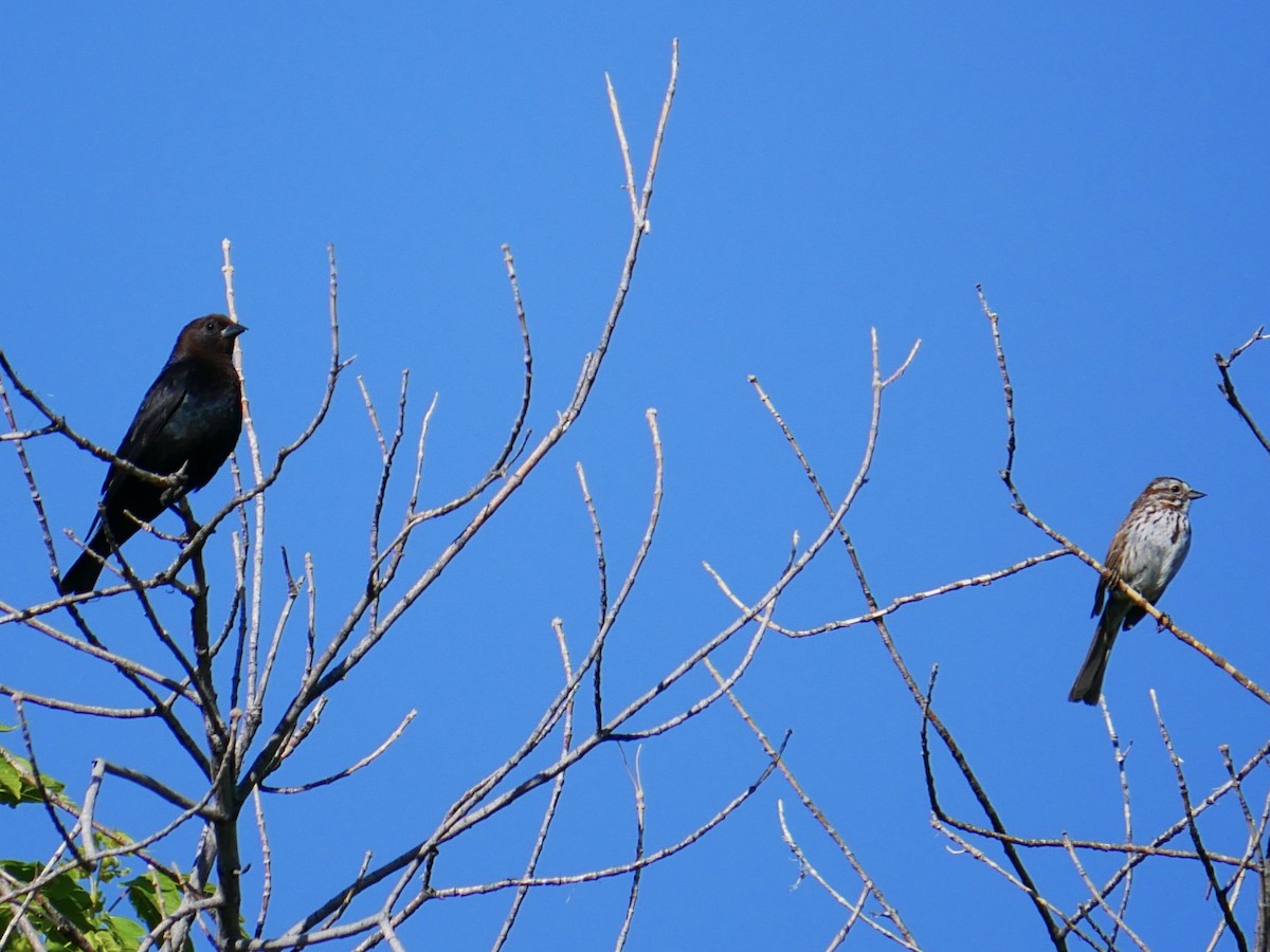 Brown-headed Cowbird - ML638113937