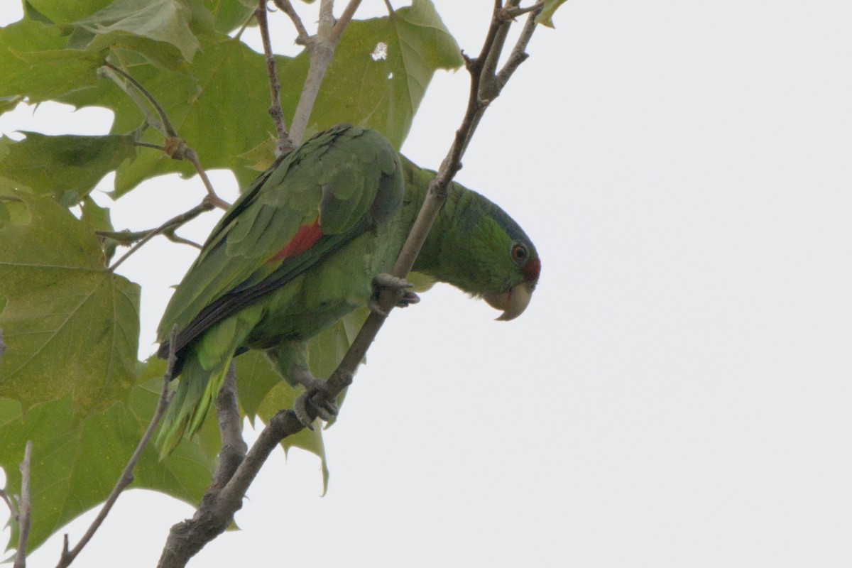 Red-crowned Amazon - ML638113939