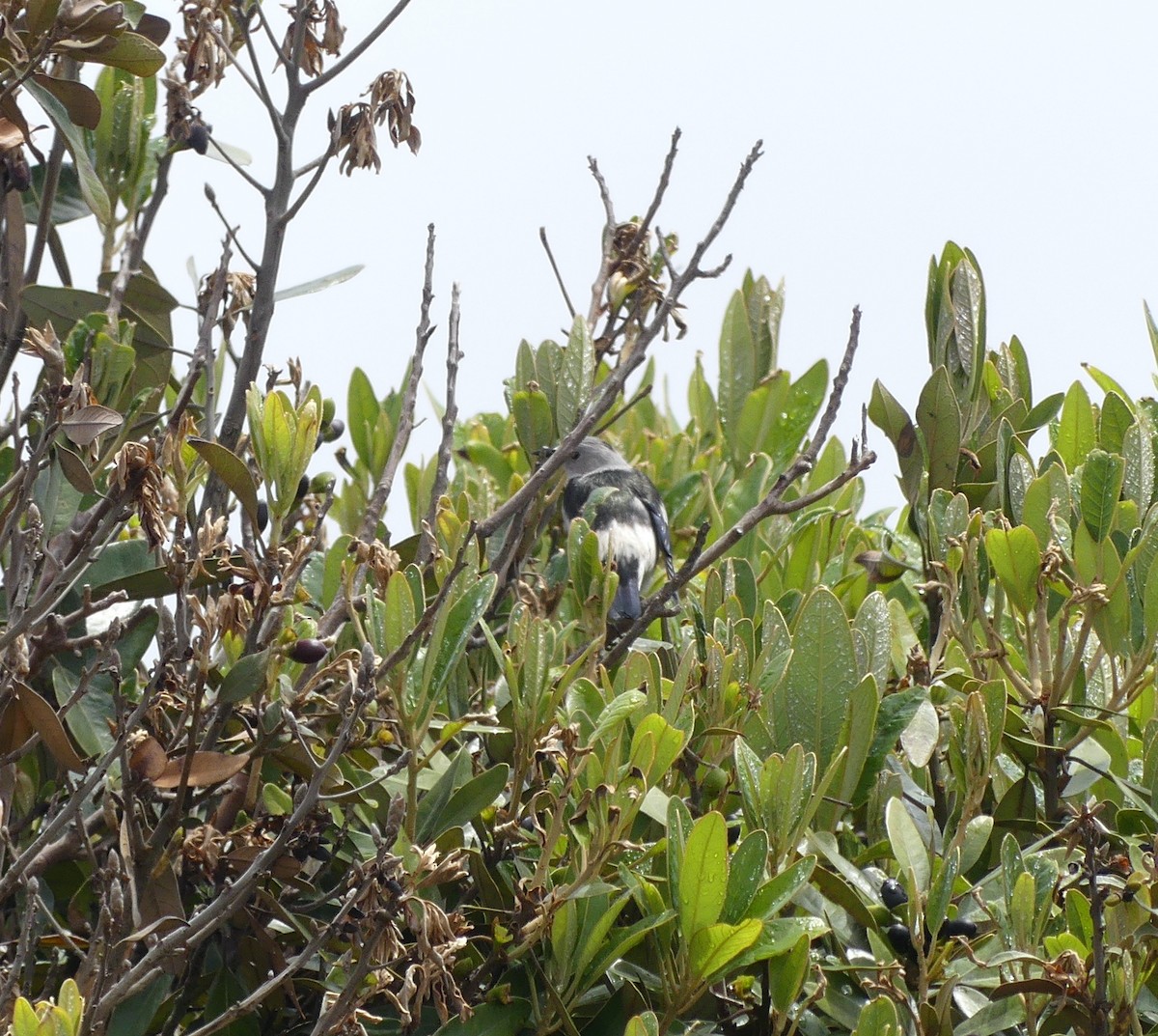 Daurian Starling - ML638113949