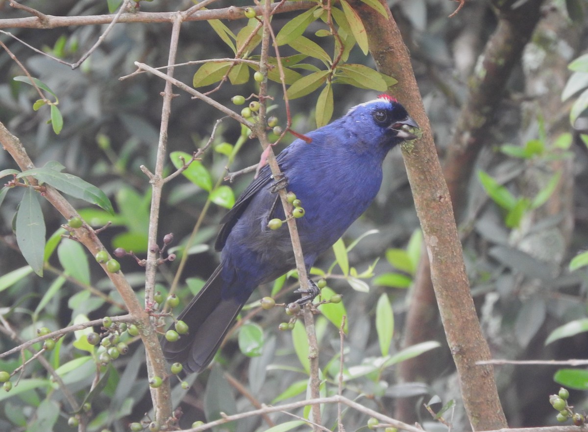 Diademed Tanager - ML638113951