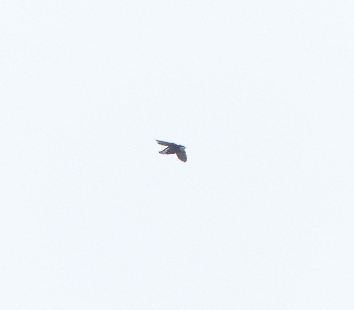 White-throated Needletail - ML638113962