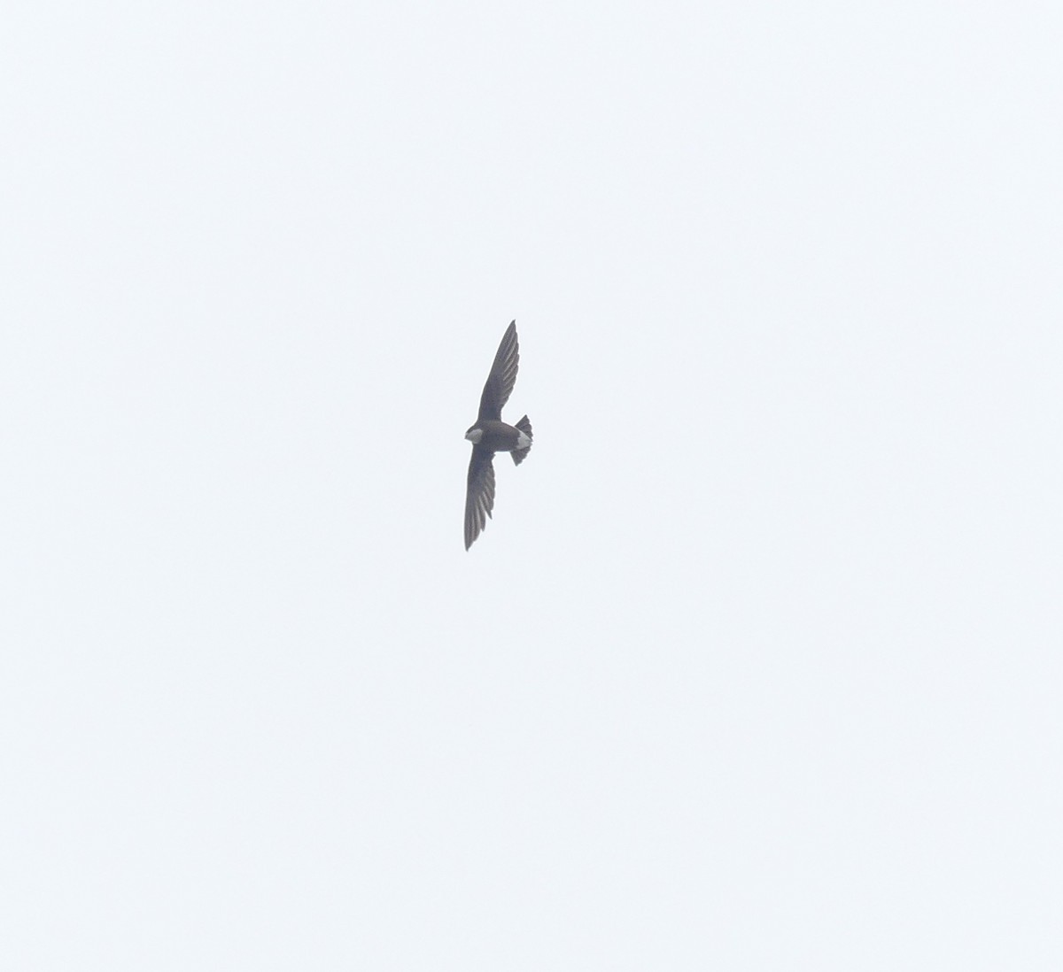 White-throated Needletail - ML638113963