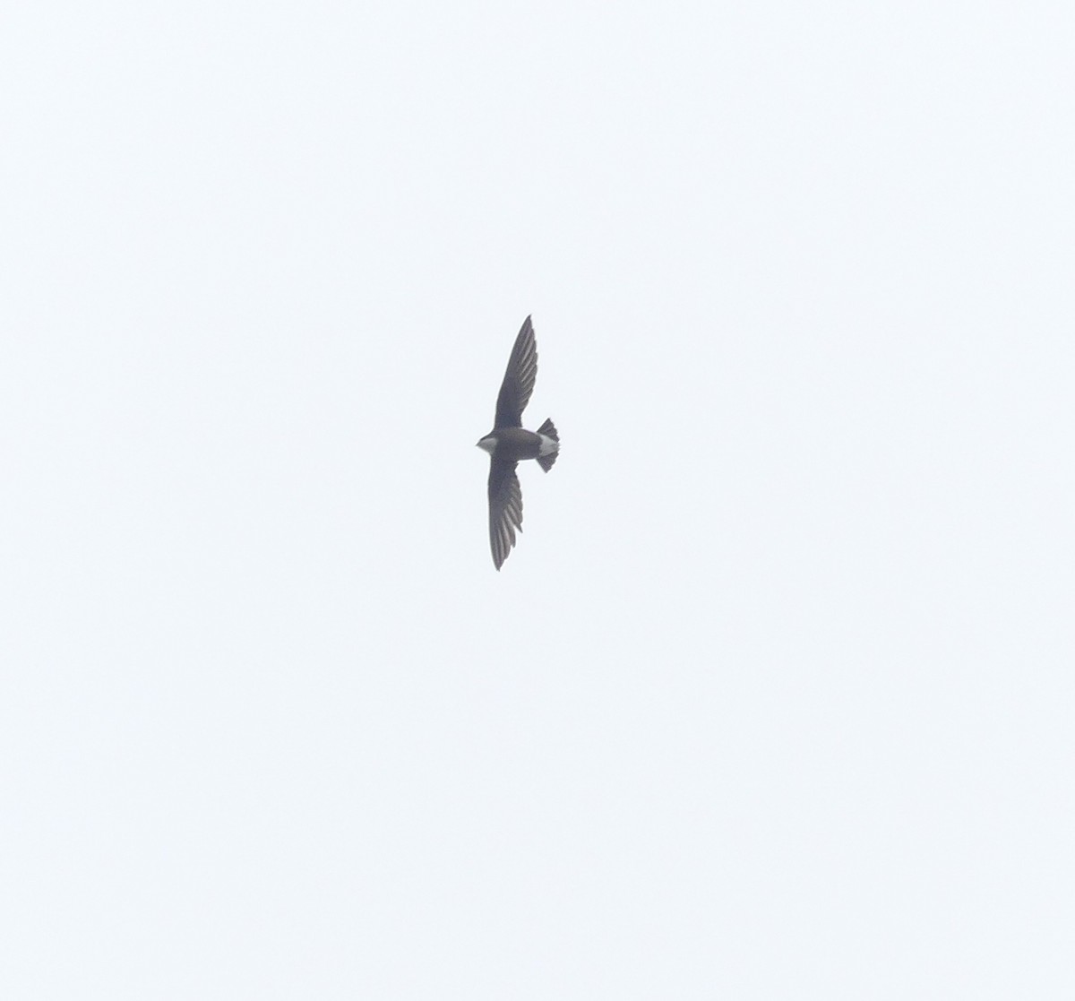 White-throated Needletail - ML638113964