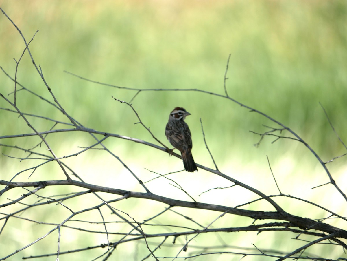 Lark Sparrow - ML638113997