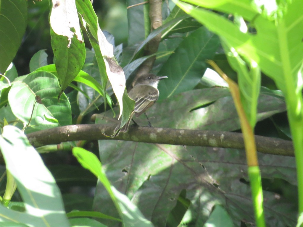 Puerto Rican Flycatcher - ML638114015