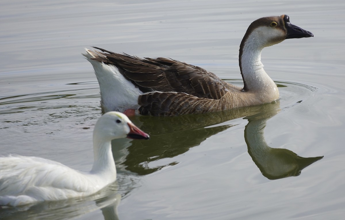 Swan Goose (Domestic type) - ML638114057