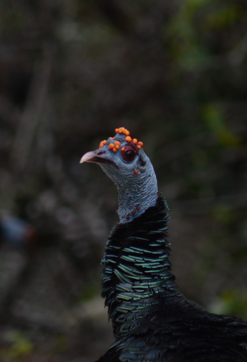 Ocellated Turkey - ML638114066