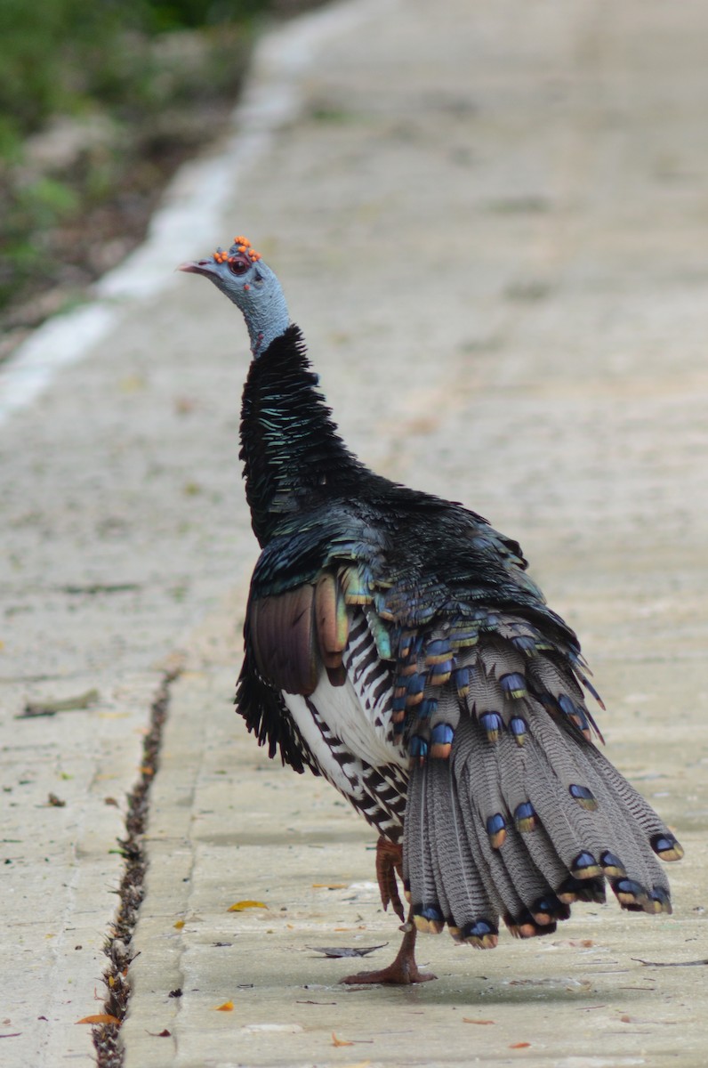 Ocellated Turkey - ML638114067