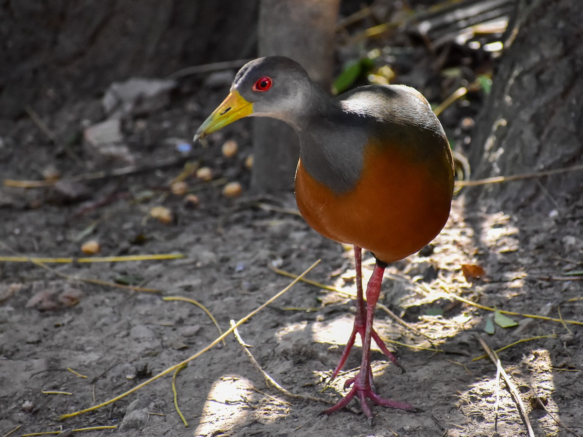 Gray-cowled Wood-Rail - ML638114071