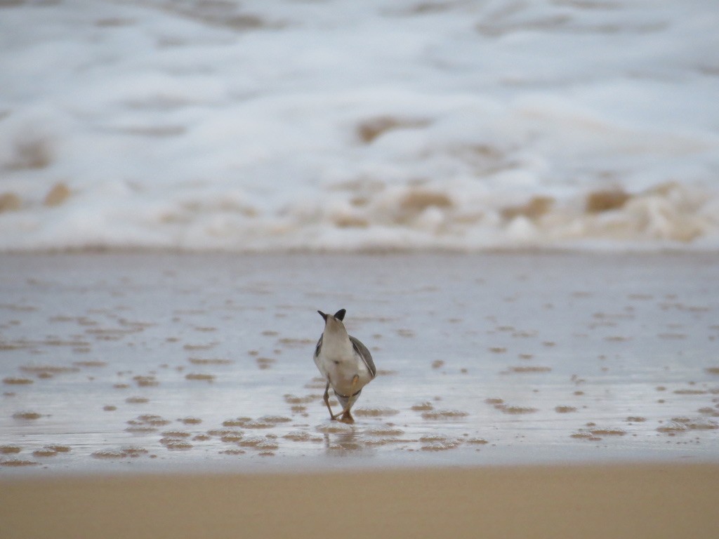 Semipalmated Plover - ML638114131