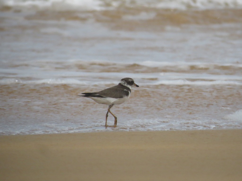 Semipalmated Plover - ML638114133