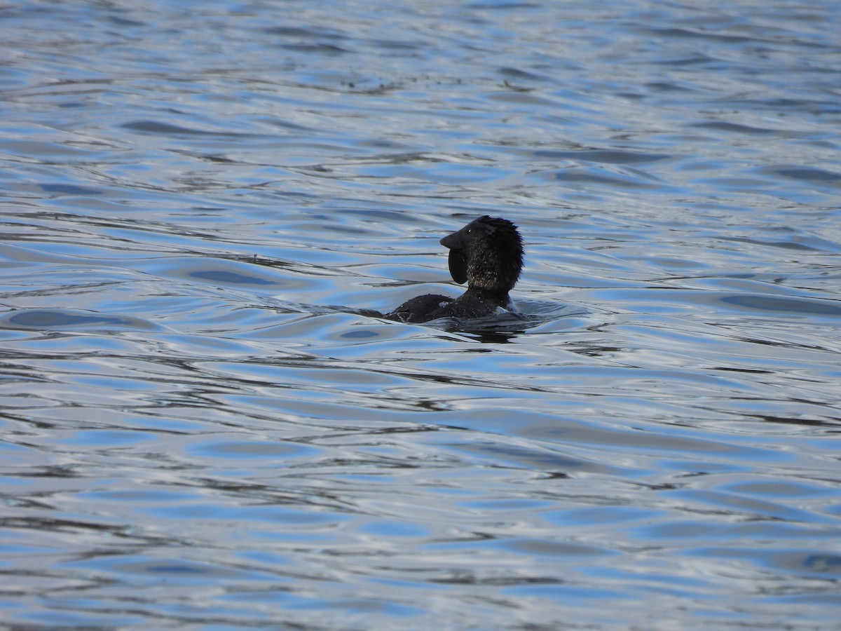 Musk Duck - ML638114140
