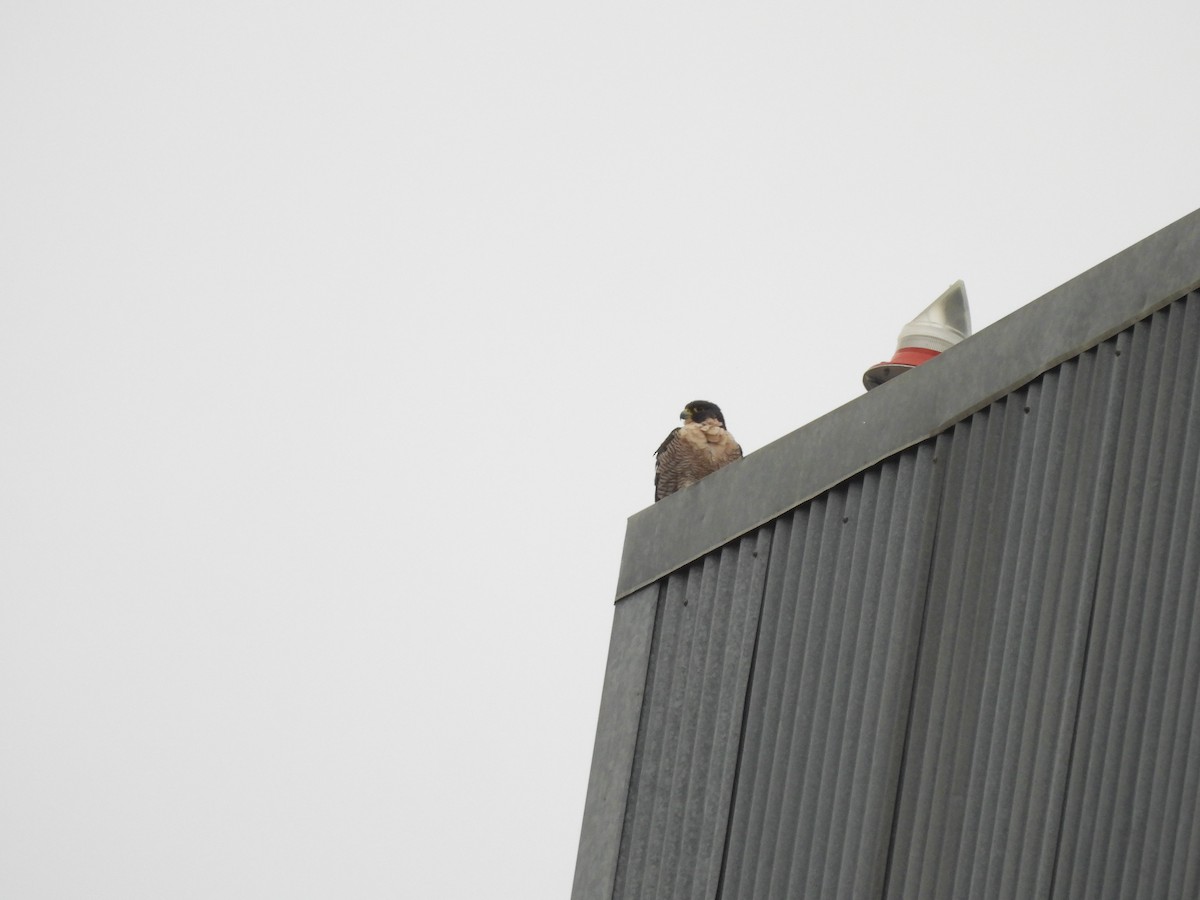 Peregrine Falcon (Australian) - ML638114159